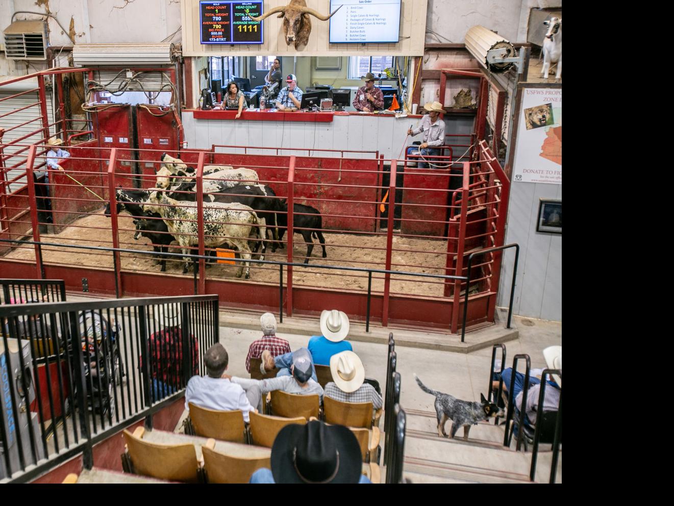$3M Marana cattle fraud shatters friendship, puts 2 families on financial  brink