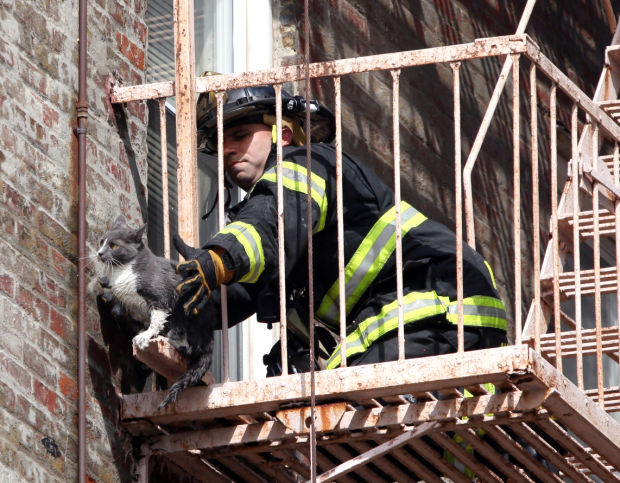 Animal shots of the week
