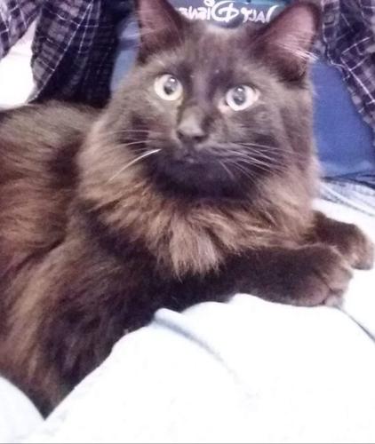 Adopt a friend: Enzo