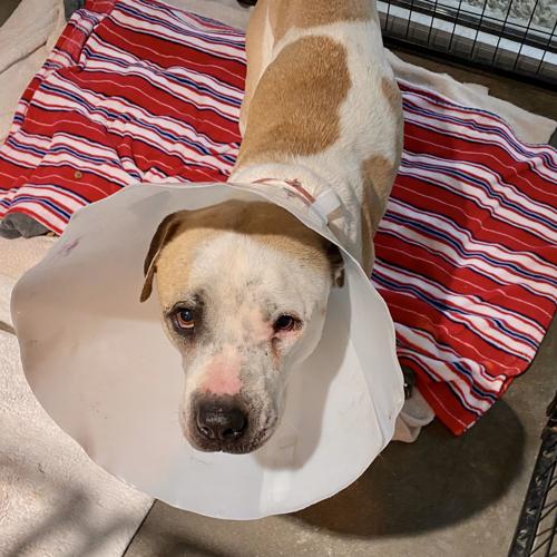 Adopt a friend: Rilo