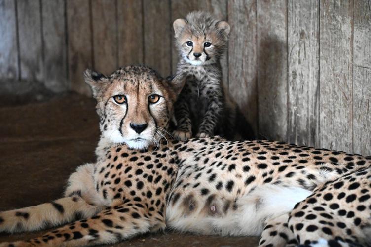 Reywithcub1.jpg