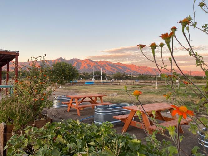 Tucson Village Farm