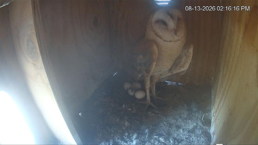 Live nest cam of barn owls in Arizona gets surprise second season