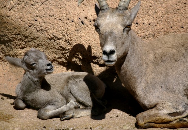 The Arizona-Sonora Desert Museum at 60 years old