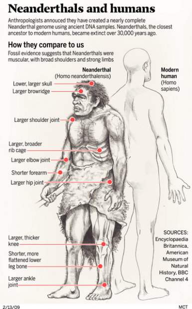 Neanderthal biological blueprint is nearly done  