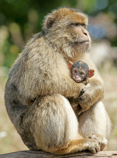 Animal shots of the week