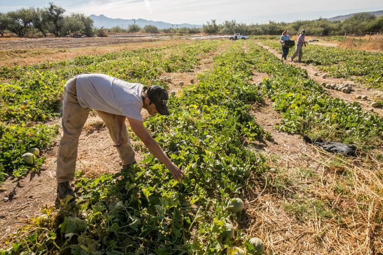 feasting on Southeast Arizona crops, gardens