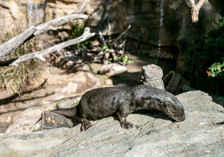 Reid Park Zoo update