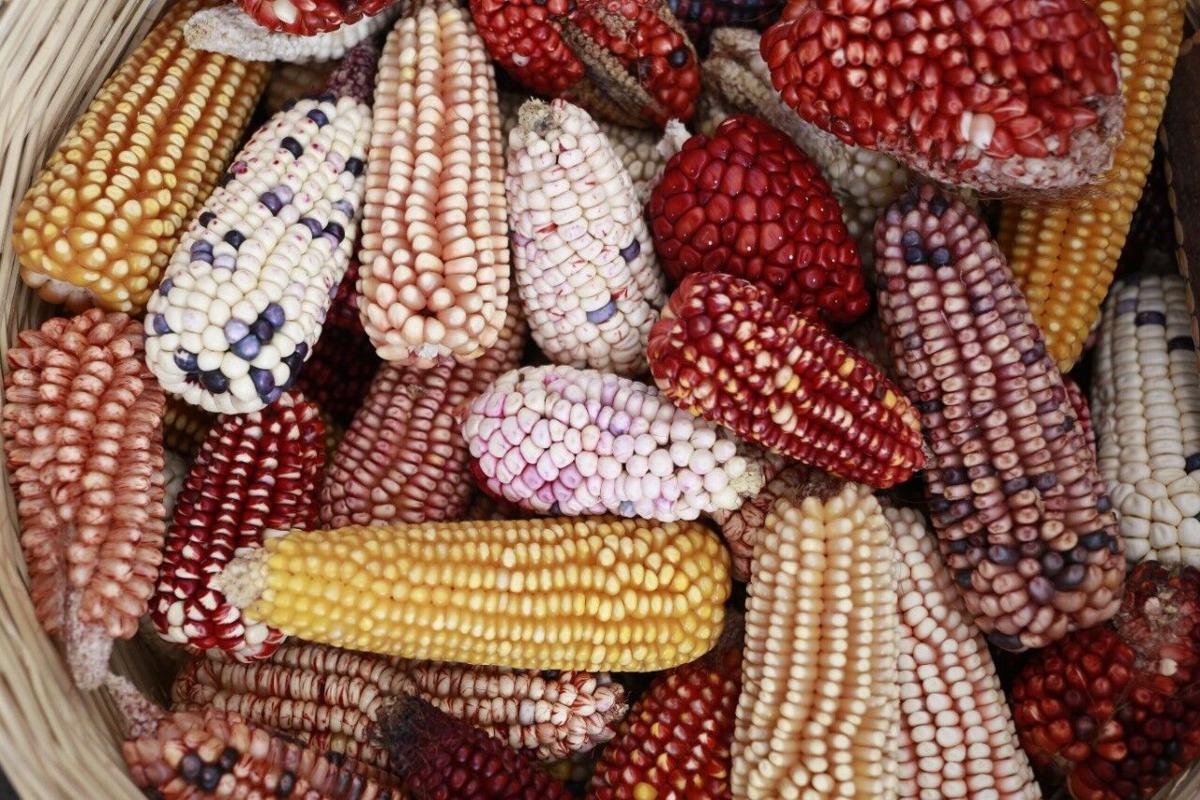 "Maize Traditions in Puebla"