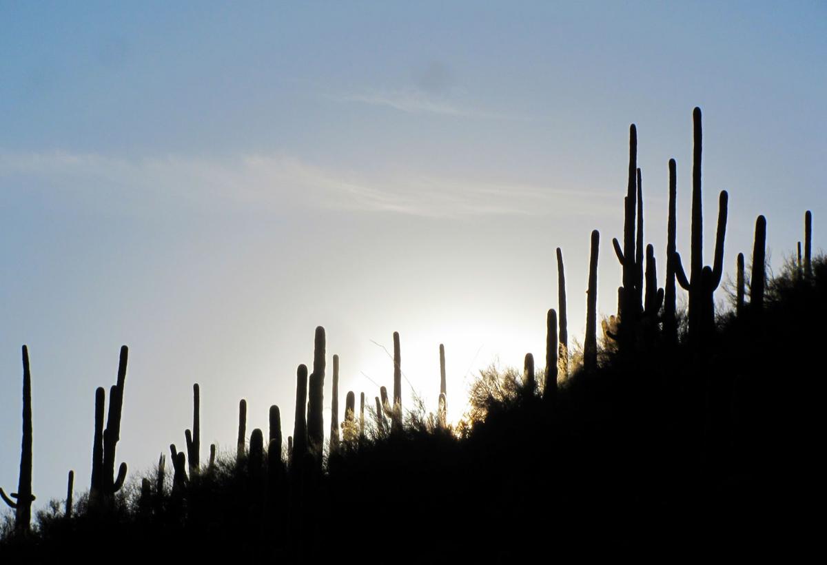 Saguaros in silhouette