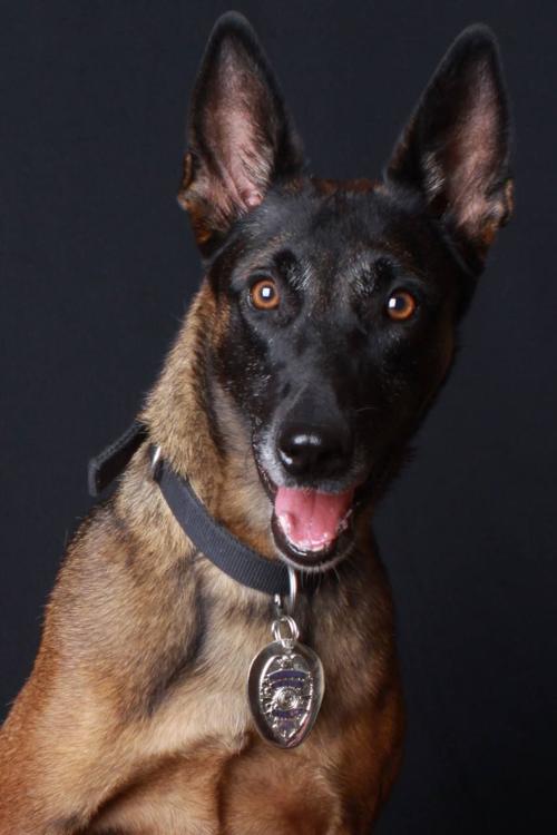 OVPD K-9 "Lara"