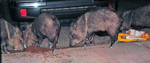 Desert wildlife on rise in Tucson as trees mature  