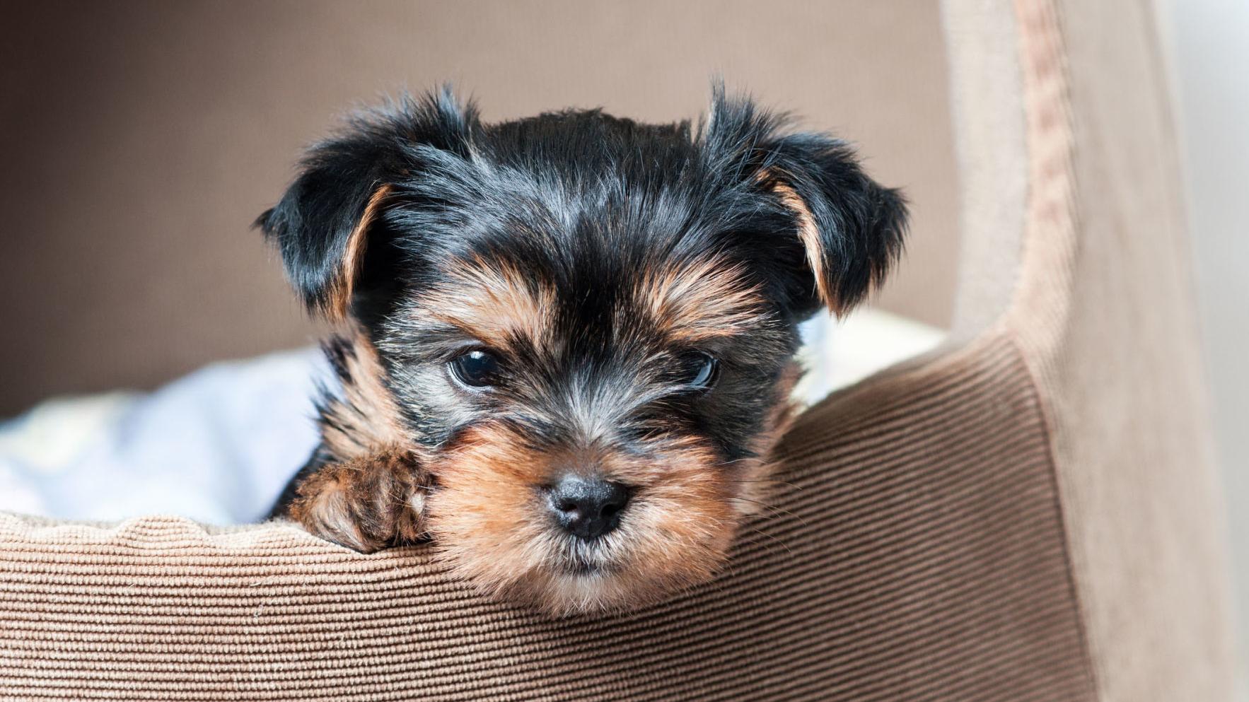 My Pet World Patience Needed When House Training Puppy Pets Tucson Com