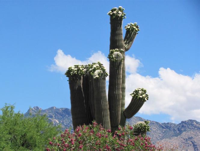 Saguaro splendor