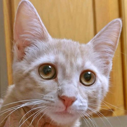 Adopt a Friend: Peaches