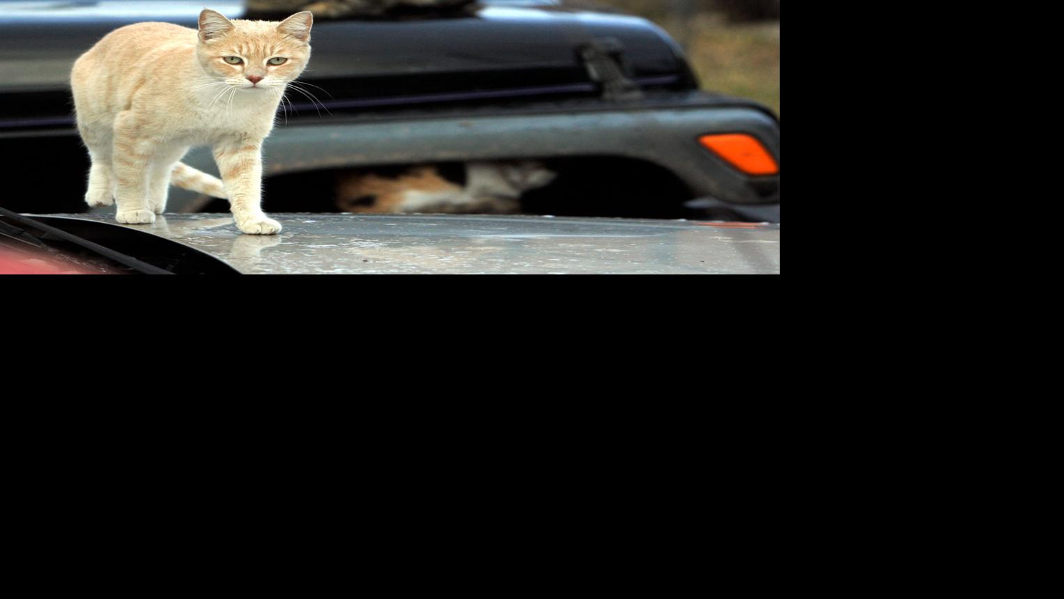 Could Your Car Become a Heat Trap? - FOUR PAWS in US - Global