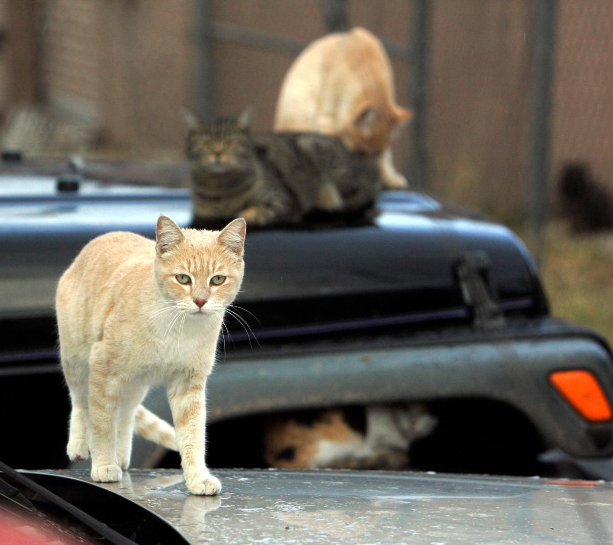 Feral cats