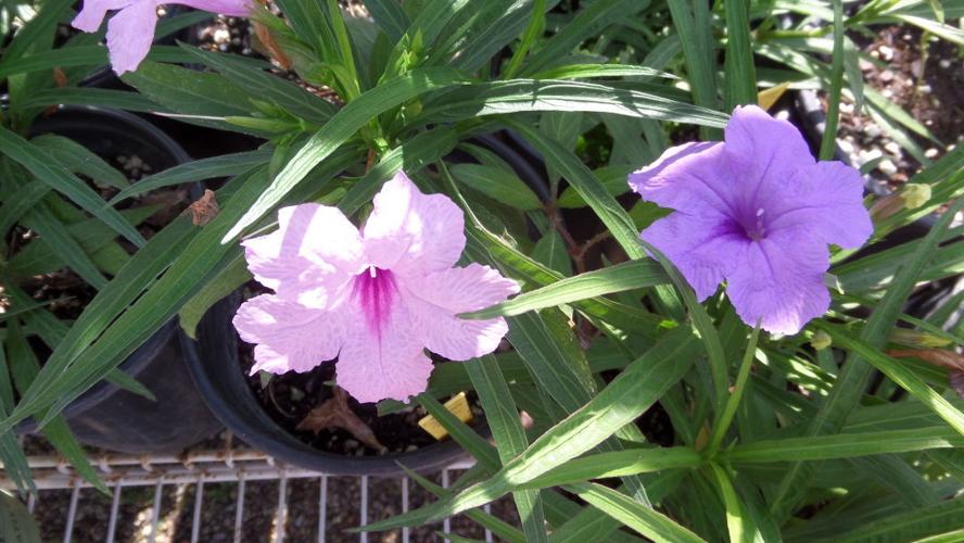 With autumn here soon, it's time for fall planting