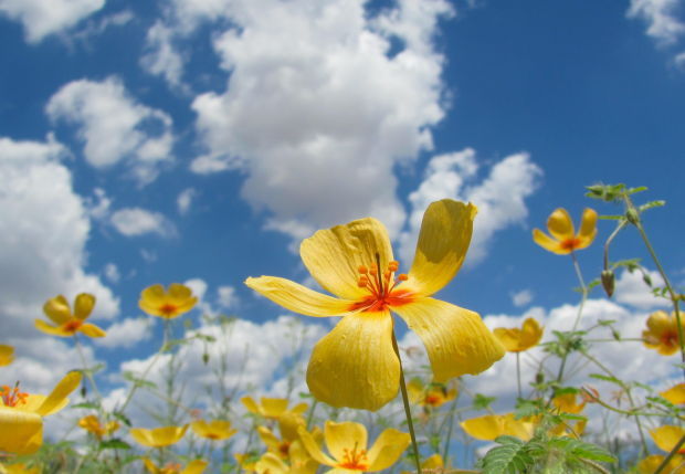 Urban wildflowers