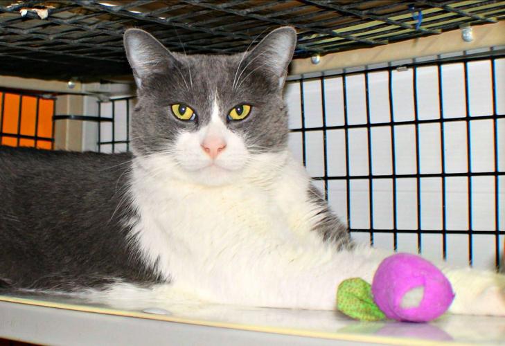 Adopt A Friend: Riley