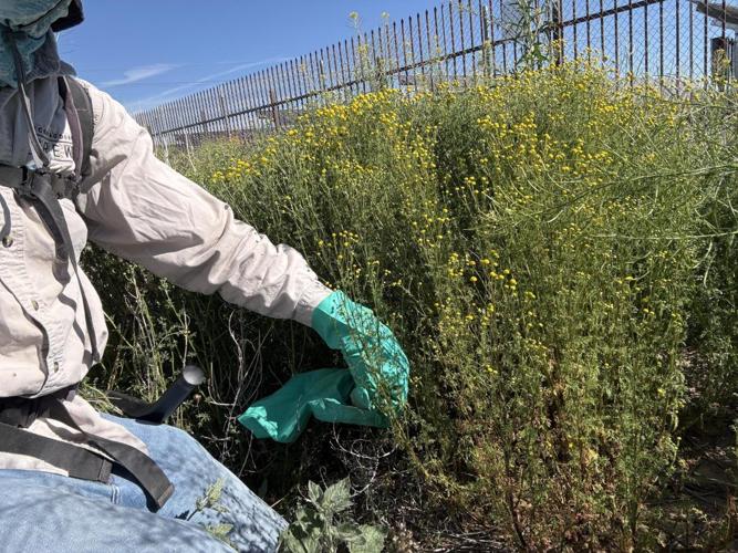 Stinknet: A smelly invasive plaguing Tucson