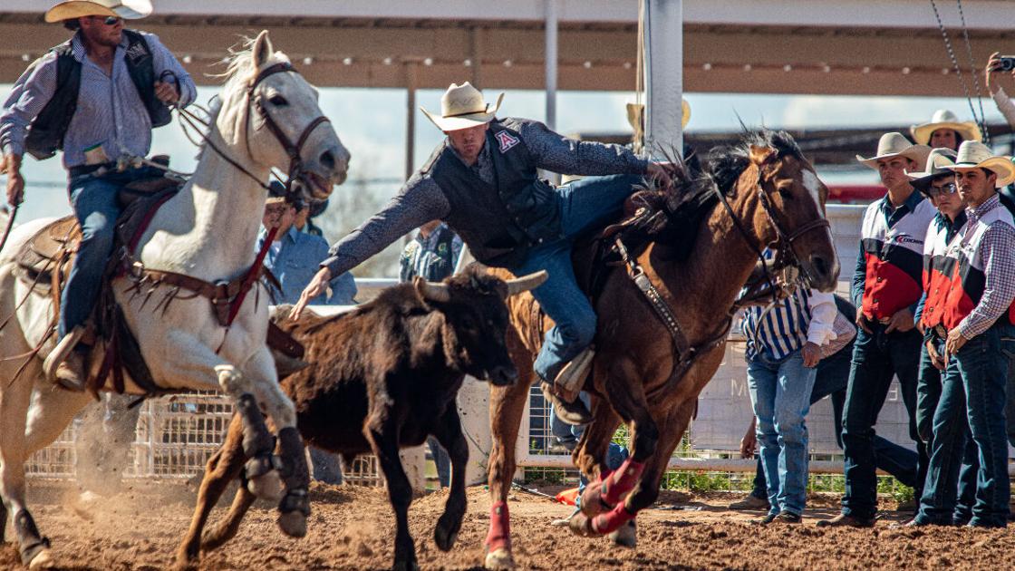 Wildcat Rodeo Mount Arizona Wildcats rodeo team begins season at Tucson Rodeo