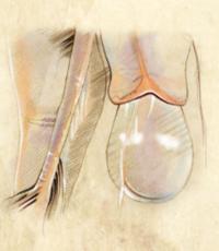 Elephant birth: Here it comes