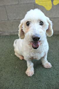 Senior dog still has much to offer, enjoy in new home