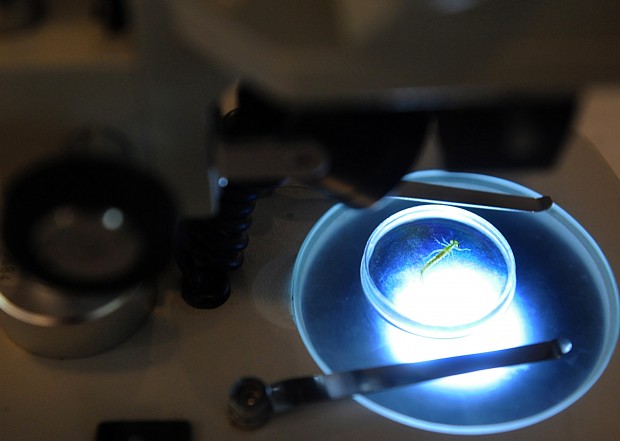 Children gain insight into insects   