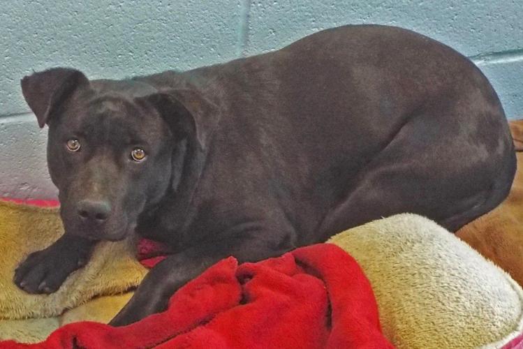 Adopt a friend: Panther