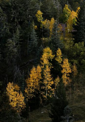 Fall colors on Mount Lemmon