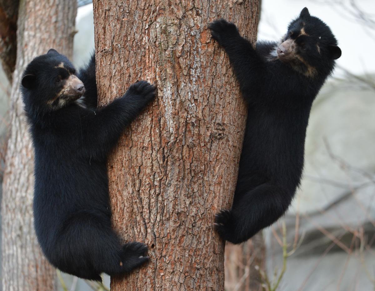 Photos: Baby zoo animals | Entertainment | tucson.com