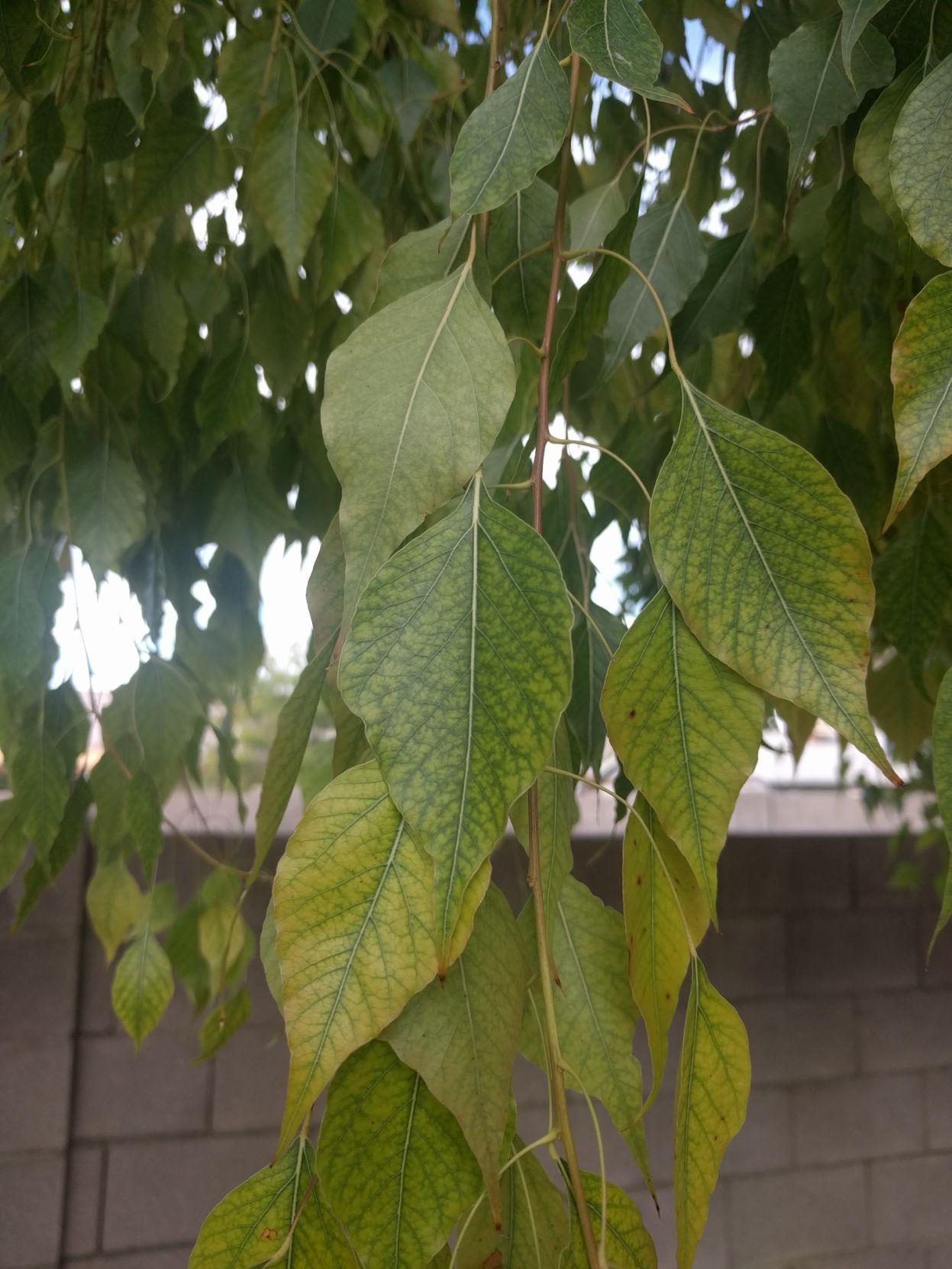Bottle tree dropping leaves could be a problem
