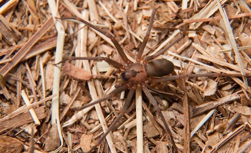 brownreclusespider_2_LARGE.jpg