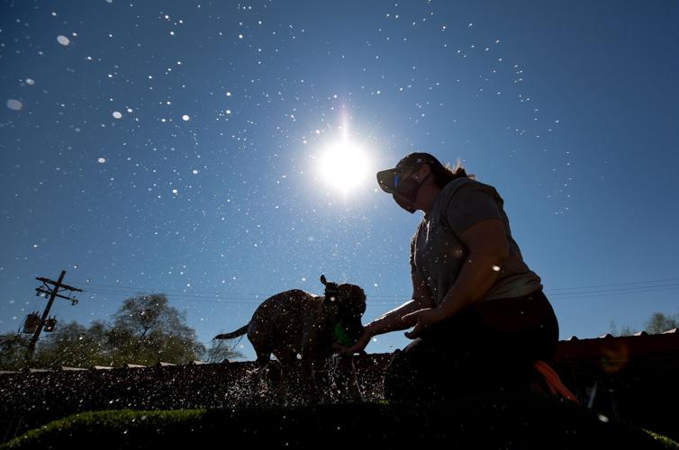 Diving Dogs at Elevate Dog Center