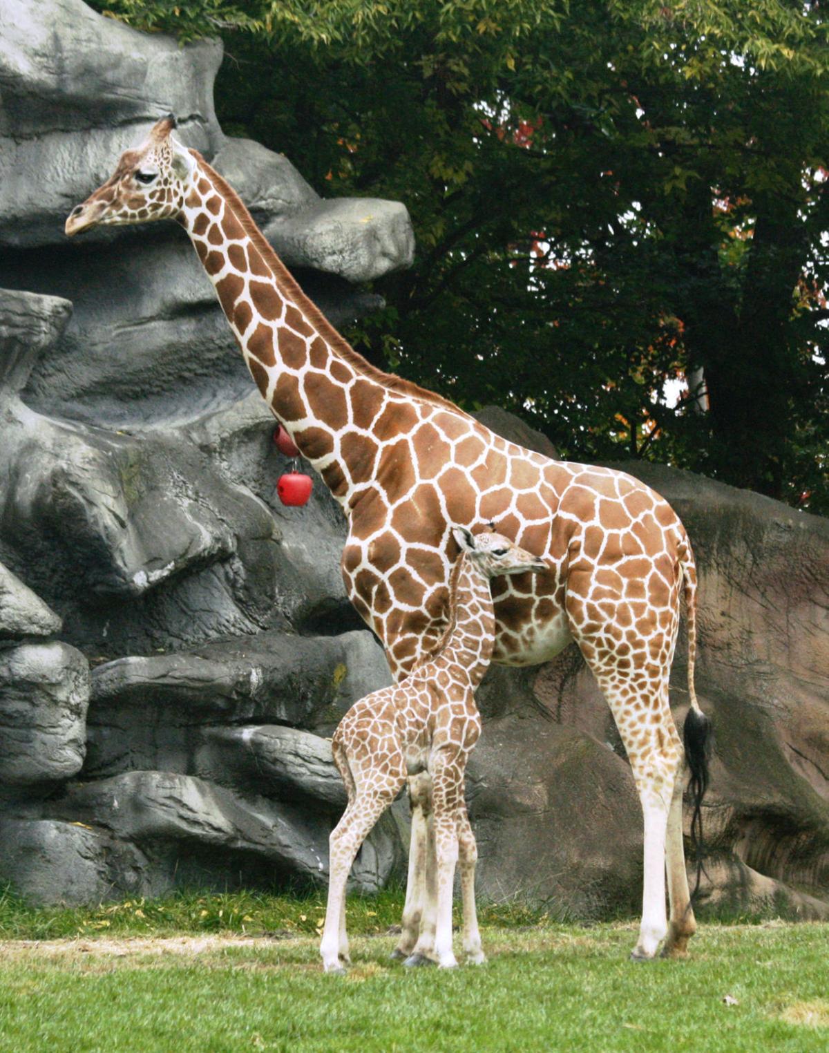 Baby zoo animals