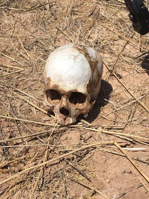 Skull found