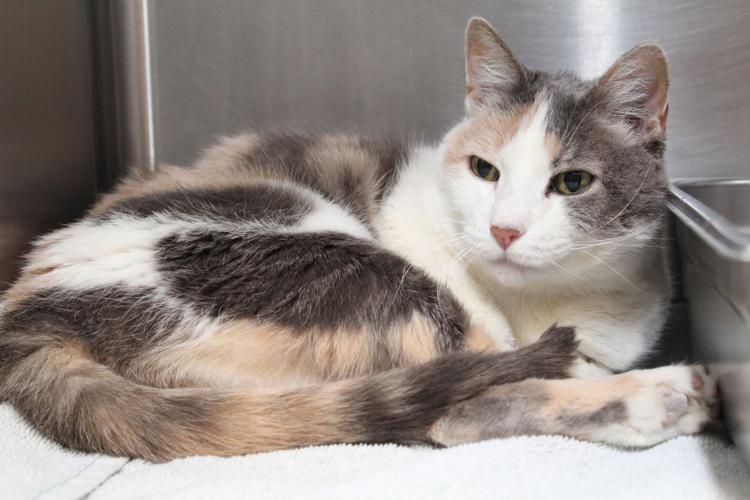 Adopt A Friend: Jipsee