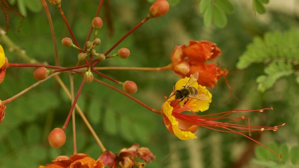 The 4 birds of paradise plants you can grow in Tucson | Home & Garden