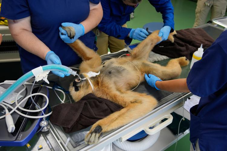 Zoos-Viewing Veterinarians