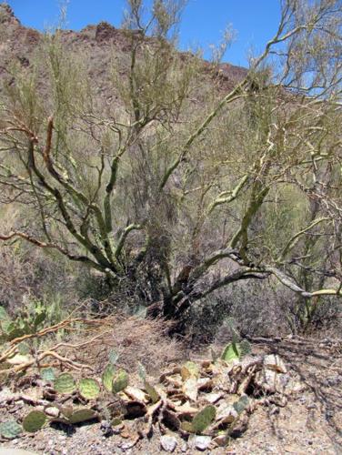 Feeling parched? Even native plants are wilting    