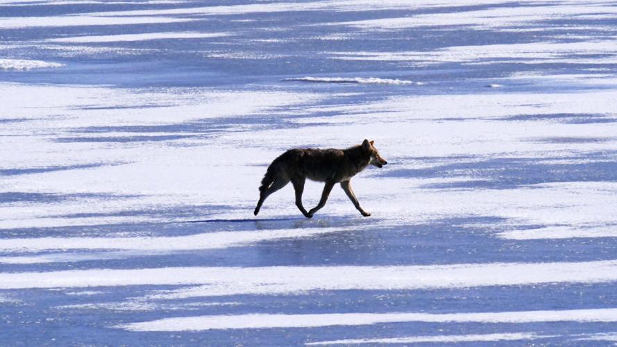 Saving The Great Salt Lake