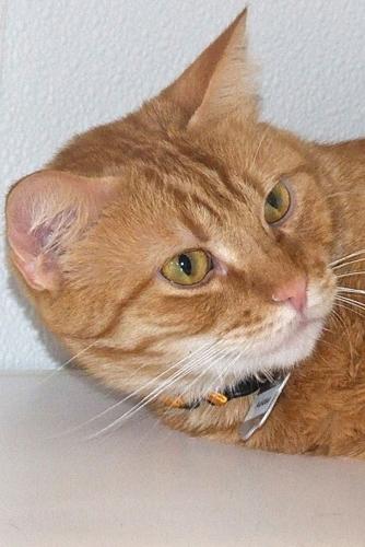 Adopt a Friend: Adidas