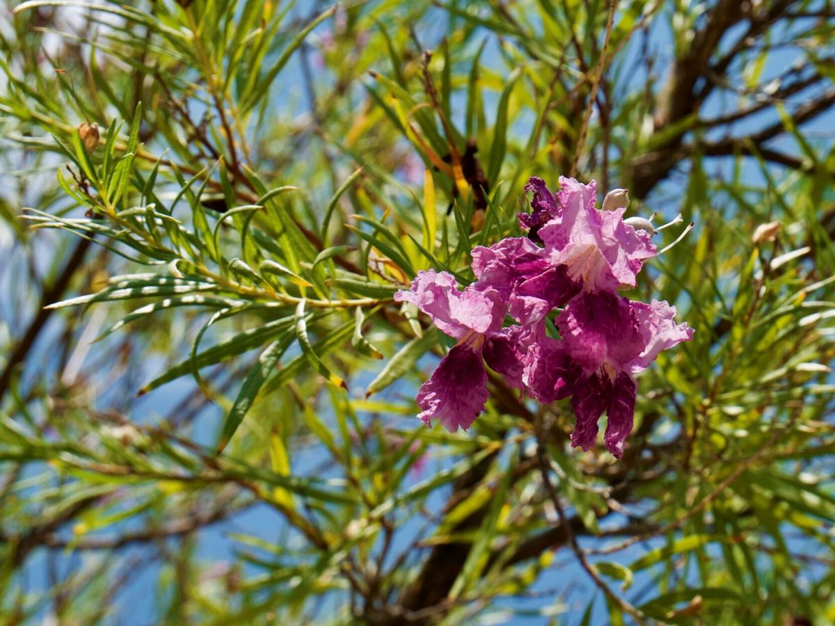 Desert willow 3