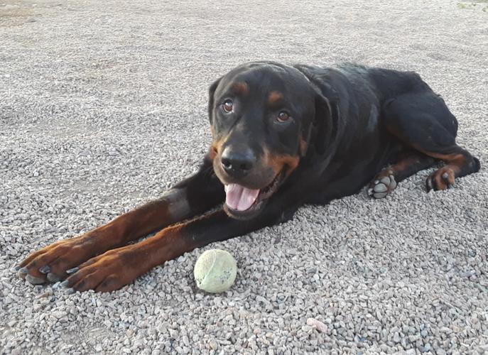 Adopt a friend: Caden