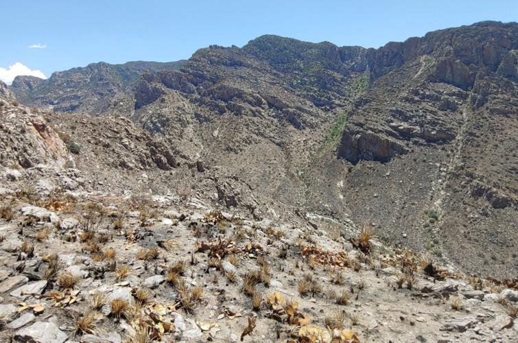 Bighorn Fire Aftermath