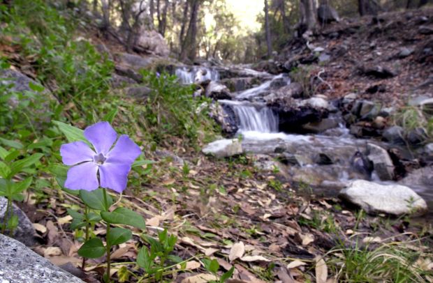 Southwest wildflowers
