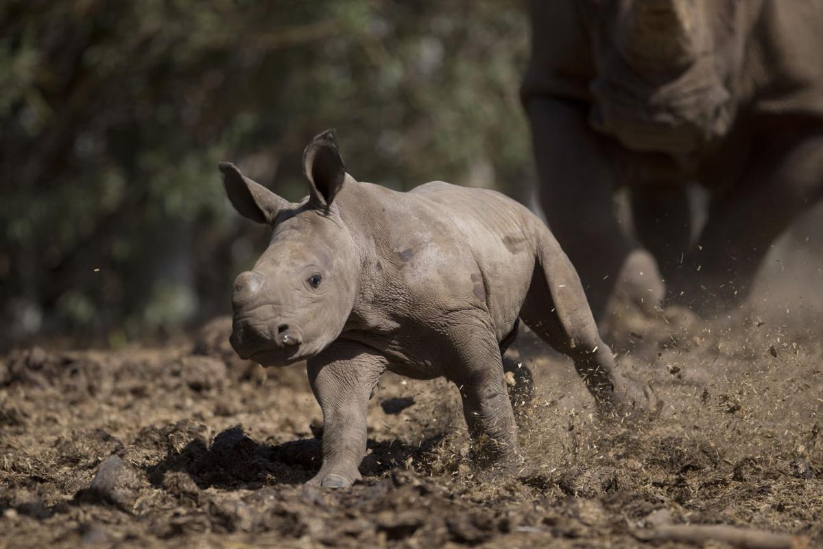 Baby zoo animals
