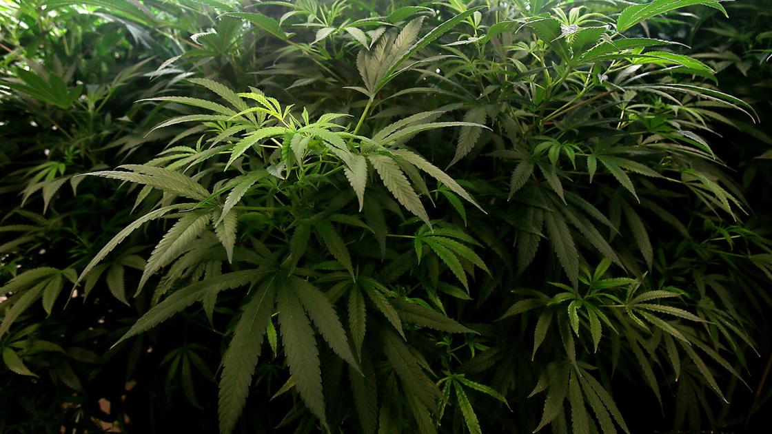 Bill aims to revive Arizona’s struggling medical marijuana program