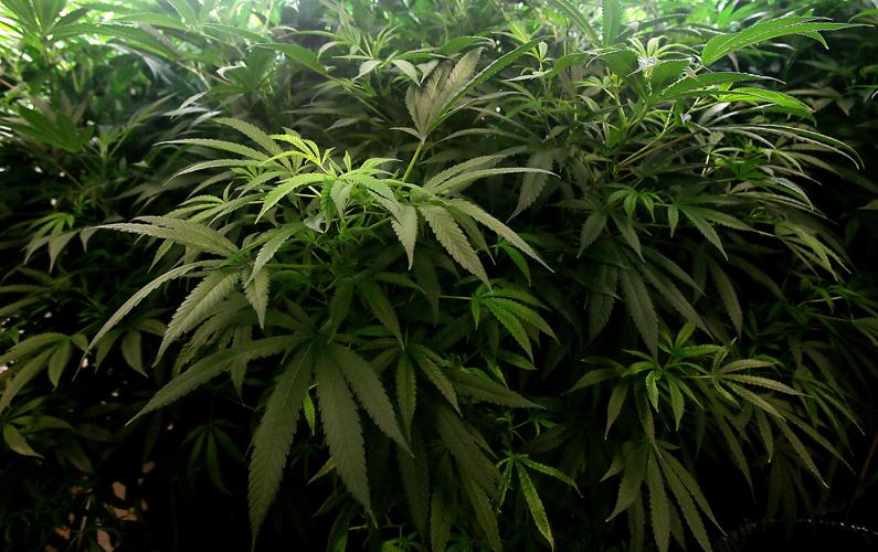 Medical marijuana, Tucson